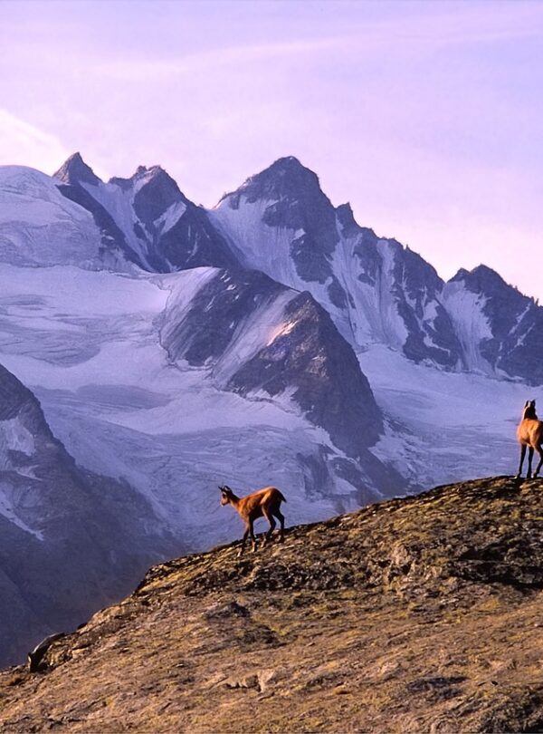 mountain, chamois, alps