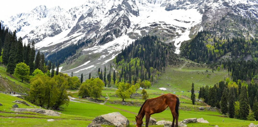 brown horse on green grass field near snow covered mountain during daytime